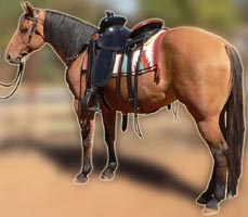 Form Fitter Horse Saddle