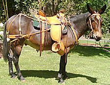 Custom Mule Saddles
